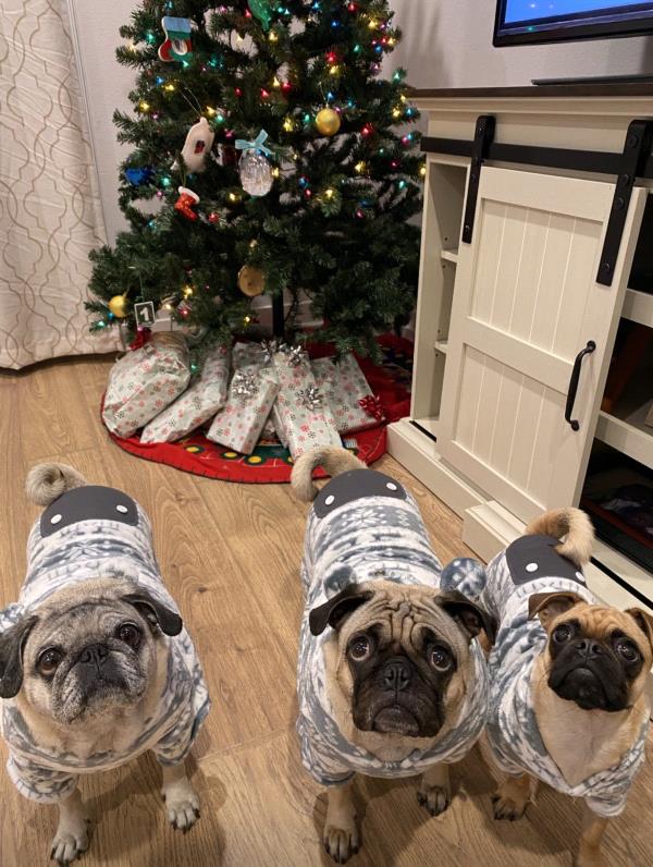 /images/uploads/pug nation rescue of los angeles/pugnation2024/entries/30977thumb.jpg